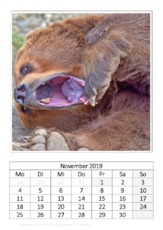 November_Kodiakbär_3.pdf